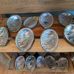 Abalone Shell | Smudge Tray| Manifestation Tools|