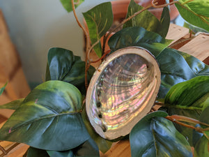 Abalone Shell | Smudge Tray| Manifestation Tools|